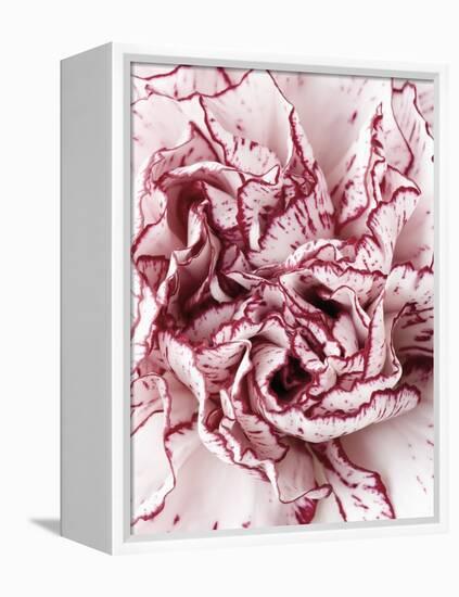Close-Up of Pink and White Carnation-Clive Nichols-Framed Premier Image Canvas