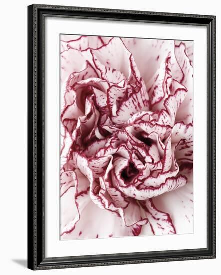 Close-Up of Pink and White Carnation-Clive Nichols-Framed Photographic Print