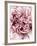 Close-Up of Pink and White Carnation-Clive Nichols-Framed Photographic Print