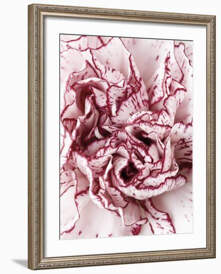 Close-Up of Pink and White Carnation-Clive Nichols-Framed Photographic Print