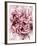 Close-Up of Pink and White Carnation-Clive Nichols-Framed Photographic Print