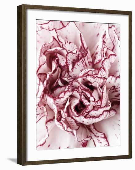 Close-Up of Pink and White Carnation-Clive Nichols-Framed Photographic Print