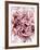 Close-Up of Pink and White Carnation-Clive Nichols-Framed Photographic Print