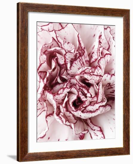 Close-Up of Pink and White Carnation-Clive Nichols-Framed Photographic Print