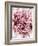 Close-Up of Pink and White Carnation-Clive Nichols-Framed Photographic Print