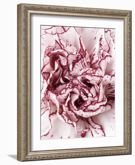 Close-Up of Pink and White Carnation-Clive Nichols-Framed Photographic Print