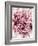 Close-Up of Pink and White Carnation-Clive Nichols-Framed Photographic Print