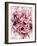 Close-Up of Pink and White Carnation-Clive Nichols-Framed Photographic Print