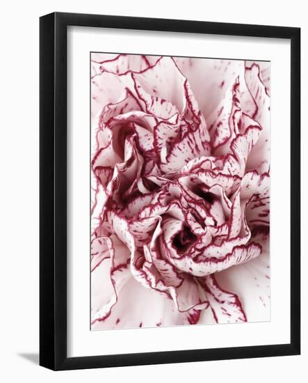 Close-Up of Pink and White Carnation-Clive Nichols-Framed Photographic Print