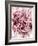 Close-Up of Pink and White Carnation-Clive Nichols-Framed Photographic Print