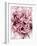 Close-Up of Pink and White Carnation-Clive Nichols-Framed Photographic Print