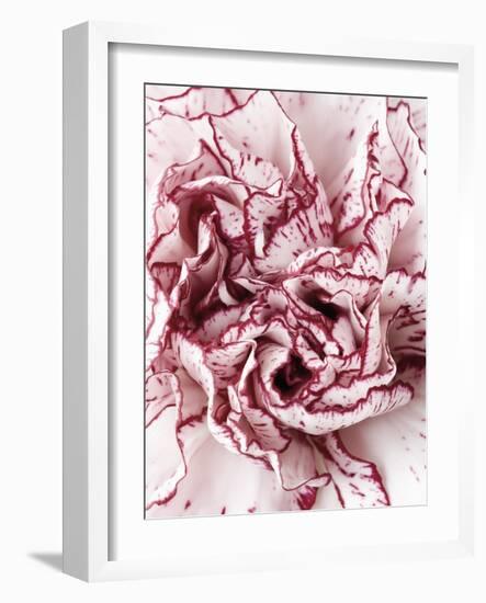 Close-Up of Pink and White Carnation-Clive Nichols-Framed Photographic Print