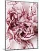 Close-Up of Pink and White Carnation-Clive Nichols-Mounted Photographic Print