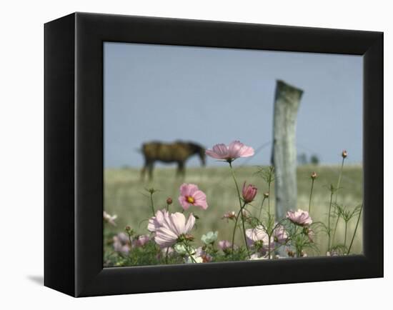 Close Up of Pink and White Wild Flowers Most in Full Bloom with Some Budding on Martha's vineyard-Alfred Eisenstaedt-Framed Premier Image Canvas