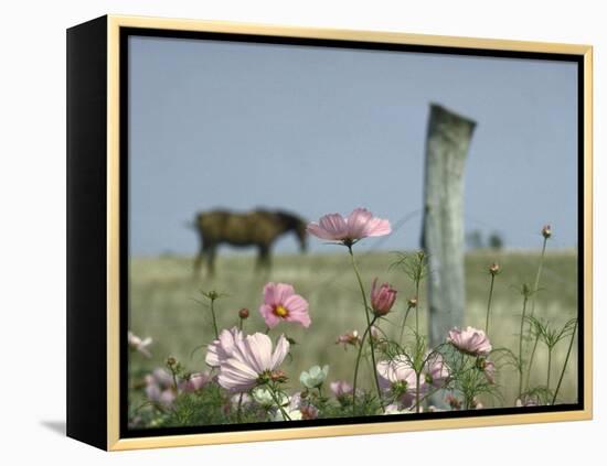 Close Up of Pink and White Wild Flowers Most in Full Bloom with Some Budding on Martha's vineyard-Alfred Eisenstaedt-Framed Premier Image Canvas
