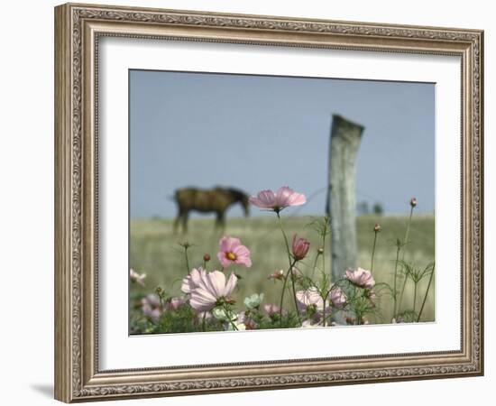 Close Up of Pink and White Wild Flowers Most in Full Bloom with Some Budding on Martha's vineyard-Alfred Eisenstaedt-Framed Photographic Print