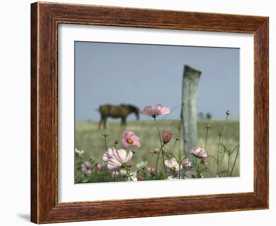 Close Up of Pink and White Wild Flowers Most in Full Bloom with Some Budding on Martha's vineyard-Alfred Eisenstaedt-Framed Photographic Print