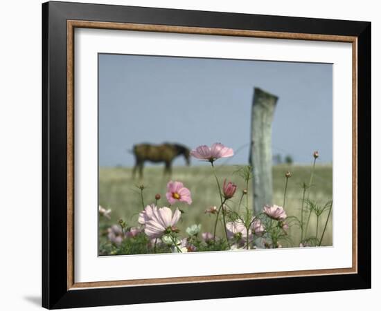 Close Up of Pink and White Wild Flowers Most in Full Bloom with Some Budding on Martha's vineyard-Alfred Eisenstaedt-Framed Photographic Print