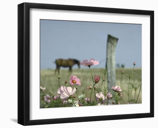 Close Up of Pink and White Wild Flowers Most in Full Bloom with Some Budding on Martha's vineyard-Alfred Eisenstaedt-Framed Photographic Print