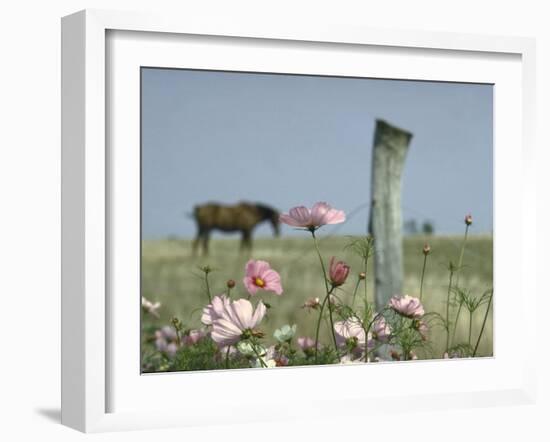 Close Up of Pink and White Wild Flowers Most in Full Bloom with Some Budding on Martha's vineyard-Alfred Eisenstaedt-Framed Photographic Print