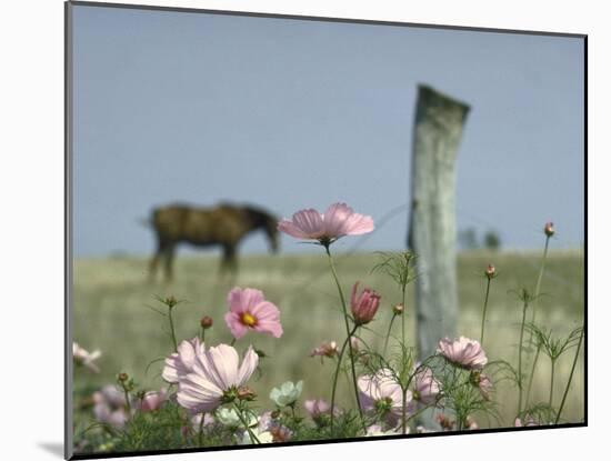 Close Up of Pink and White Wild Flowers Most in Full Bloom with Some Budding on Martha's vineyard-Alfred Eisenstaedt-Mounted Photographic Print