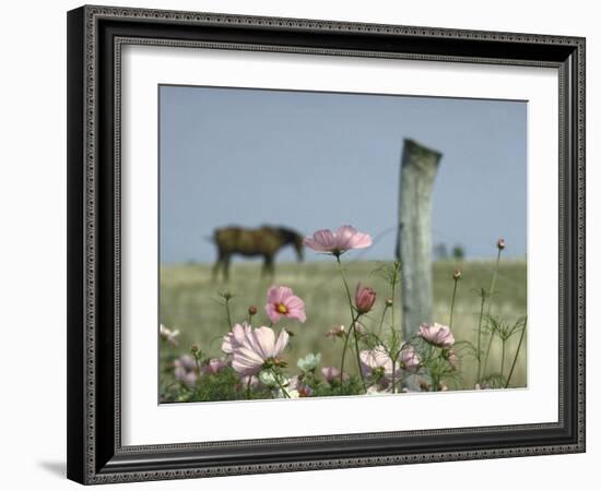 Close Up of Pink and White Wild Flowers Most in Full Bloom with Some Budding on Martha's vineyard-Alfred Eisenstaedt-Framed Photographic Print