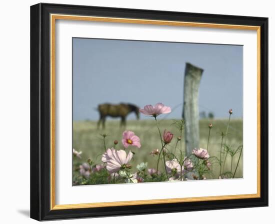 Close Up of Pink and White Wild Flowers Most in Full Bloom with Some Budding on Martha's vineyard-Alfred Eisenstaedt-Framed Photographic Print