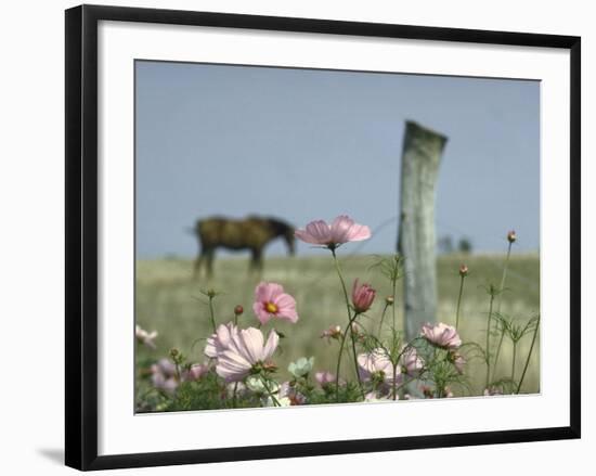 Close Up of Pink and White Wild Flowers Most in Full Bloom with Some Budding on Martha's vineyard-Alfred Eisenstaedt-Framed Photographic Print