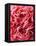 Close-Up of Pink Carnation-Clive Nichols-Framed Premier Image Canvas