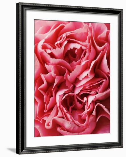 Close-Up of Pink Carnation-Clive Nichols-Framed Photographic Print