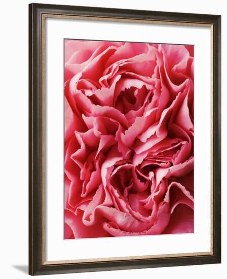 Close-Up of Pink Carnation-Clive Nichols-Framed Photographic Print