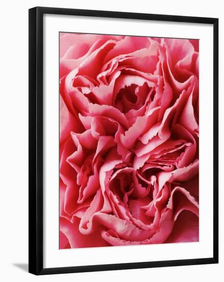 Close-Up of Pink Carnation-Clive Nichols-Framed Photographic Print