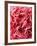 Close-Up of Pink Carnation-Clive Nichols-Framed Photographic Print