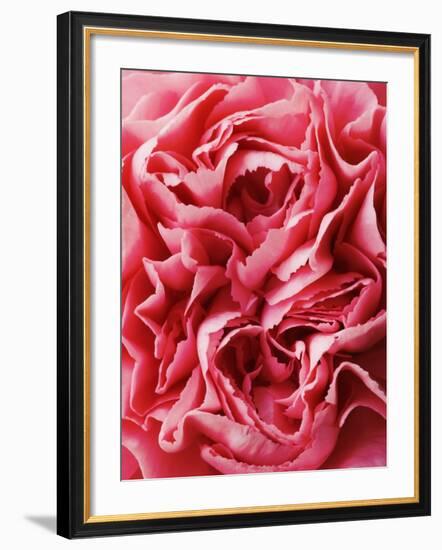Close-Up of Pink Carnation-Clive Nichols-Framed Photographic Print