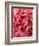 Close-Up of Pink Carnation-Clive Nichols-Framed Photographic Print