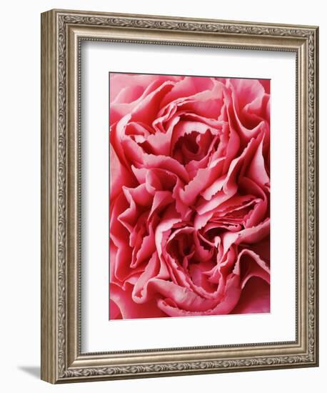 Close-Up of Pink Carnation-Clive Nichols-Framed Photographic Print