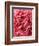 Close-Up of Pink Carnation-Clive Nichols-Framed Photographic Print