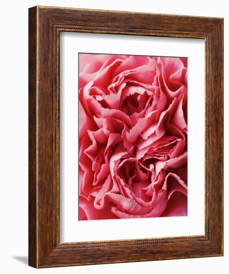 Close-Up of Pink Carnation-Clive Nichols-Framed Photographic Print