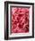 Close-Up of Pink Carnation-Clive Nichols-Framed Photographic Print