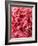 Close-Up of Pink Carnation-Clive Nichols-Framed Photographic Print