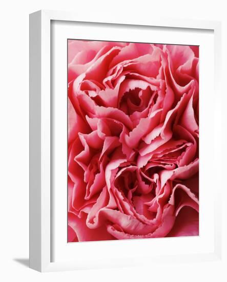 Close-Up of Pink Carnation-Clive Nichols-Framed Photographic Print