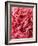 Close-Up of Pink Carnation-Clive Nichols-Framed Photographic Print