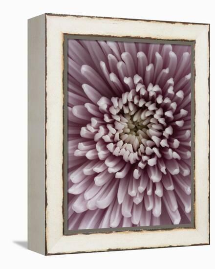 Close-Up of Pink Chrysanthemum-Clive Nichols-Framed Premier Image Canvas