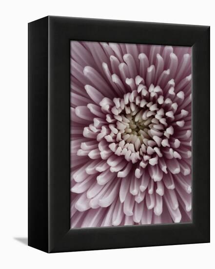 Close-Up of Pink Chrysanthemum-Clive Nichols-Framed Premier Image Canvas