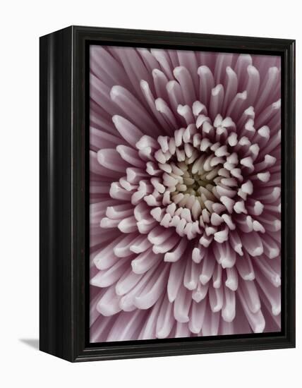 Close-Up of Pink Chrysanthemum-Clive Nichols-Framed Premier Image Canvas