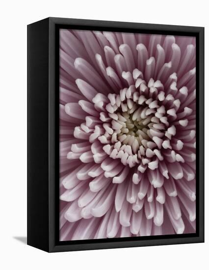 Close-Up of Pink Chrysanthemum-Clive Nichols-Framed Premier Image Canvas