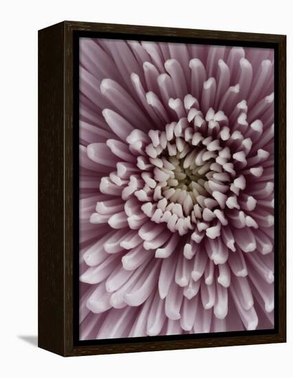 Close-Up of Pink Chrysanthemum-Clive Nichols-Framed Premier Image Canvas