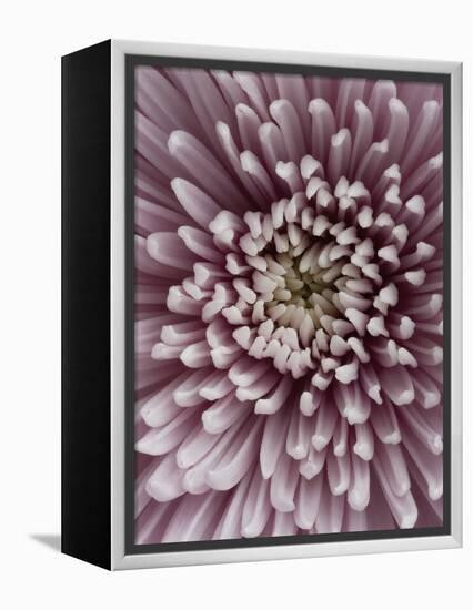 Close-Up of Pink Chrysanthemum-Clive Nichols-Framed Premier Image Canvas