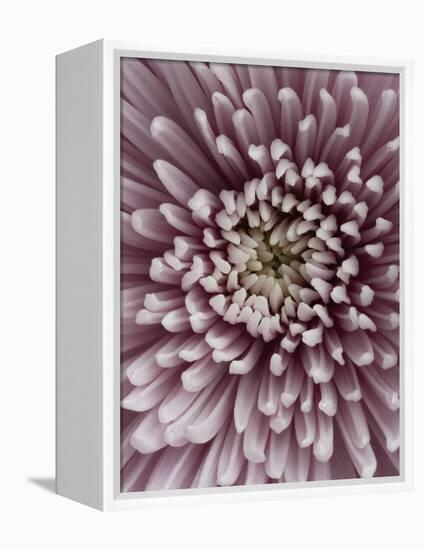 Close-Up of Pink Chrysanthemum-Clive Nichols-Framed Premier Image Canvas