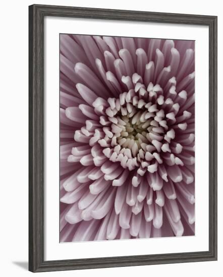 Close-Up of Pink Chrysanthemum-Clive Nichols-Framed Photographic Print